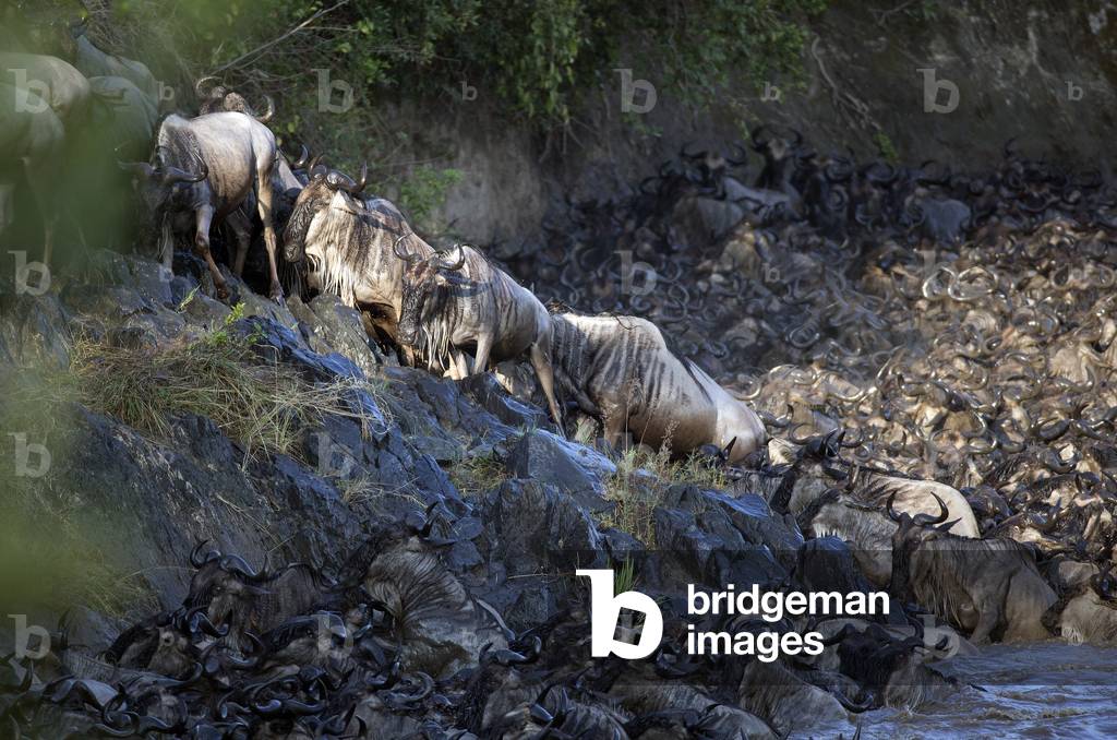 Herd of migrating wildebeest (Connochaetes taurinus) crossing Mara river, Masai Mara Game Reserve, Kenya, Africa (photo)