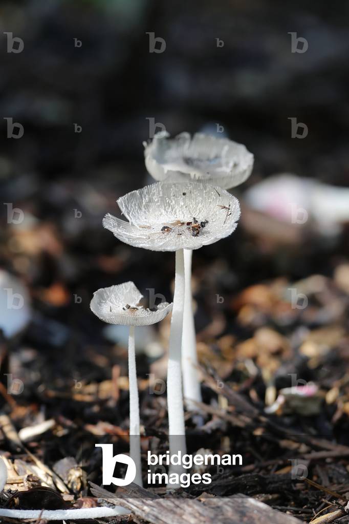 White mushrooms in forest.  France.