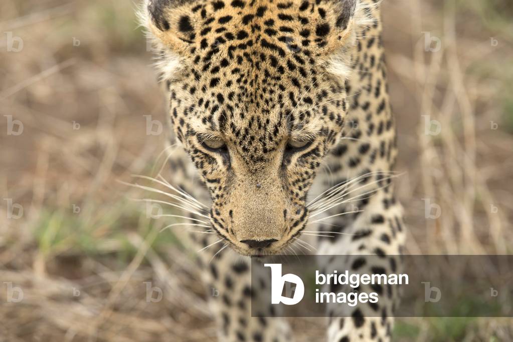 African Leopard  (Panthera pardus) in savanna,  Kruger National Park, South-Africa, 2018 (photo)