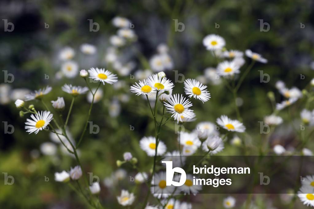 Daisies in a field. Summer.  France.