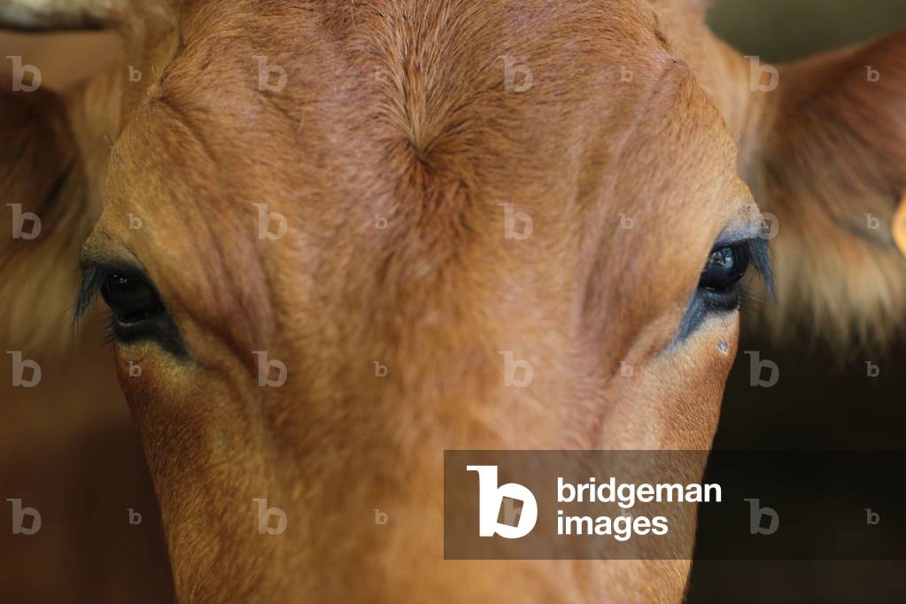 Cow Cordon France