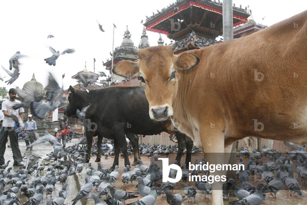 Sacred cows, Kathmandu, Nepal