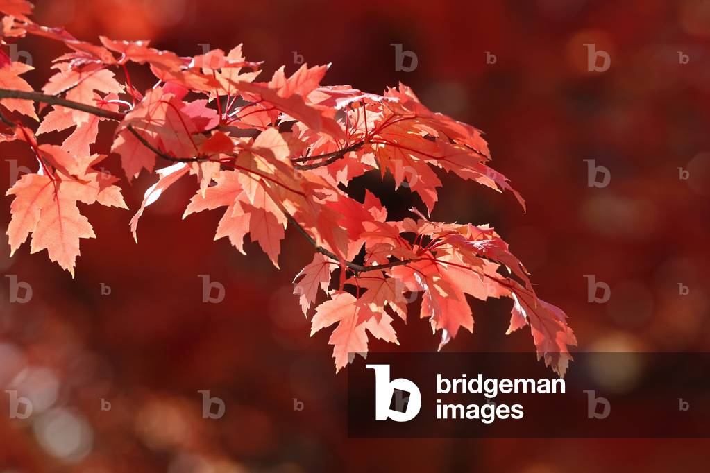 Maple tree  with red-coloured autumn leaves.  France.