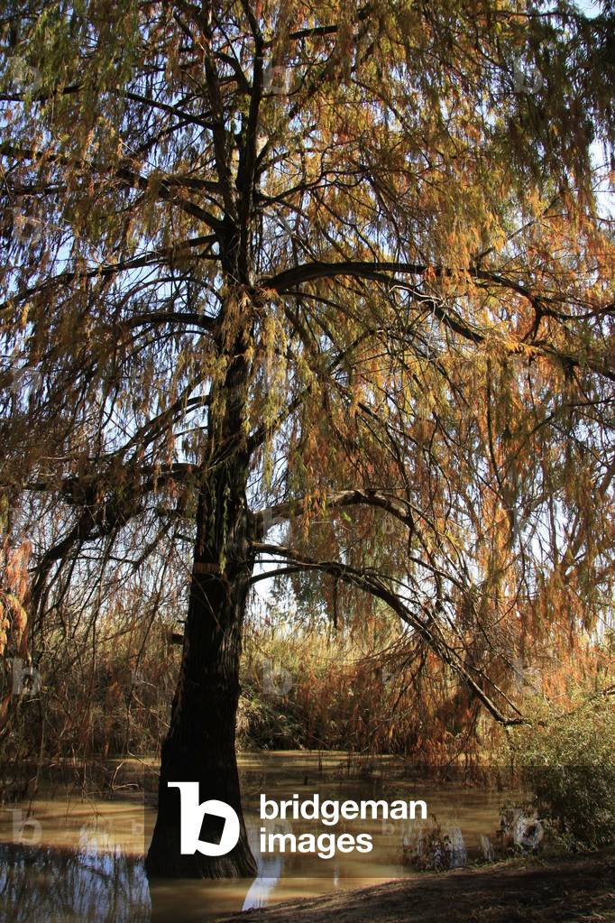 Sharon regionThe Yarkon river at Hayarkon National Park, , Israel