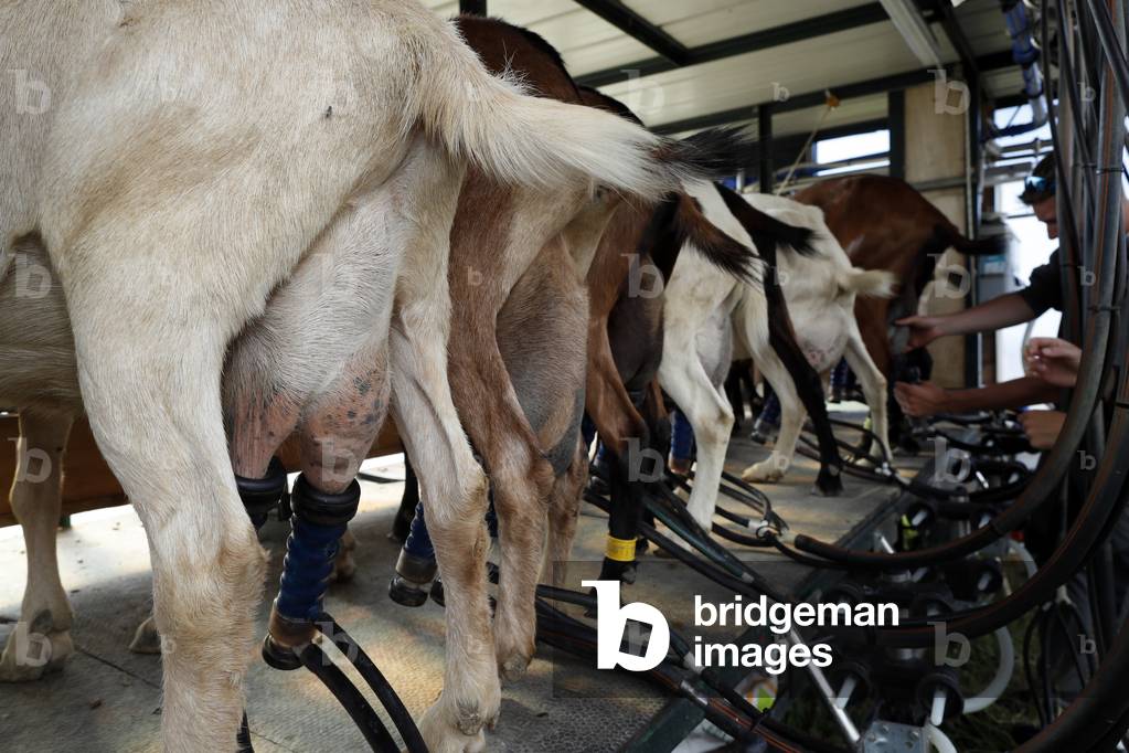Goat farm in the french Alps.  Goat milking facilities.  France.