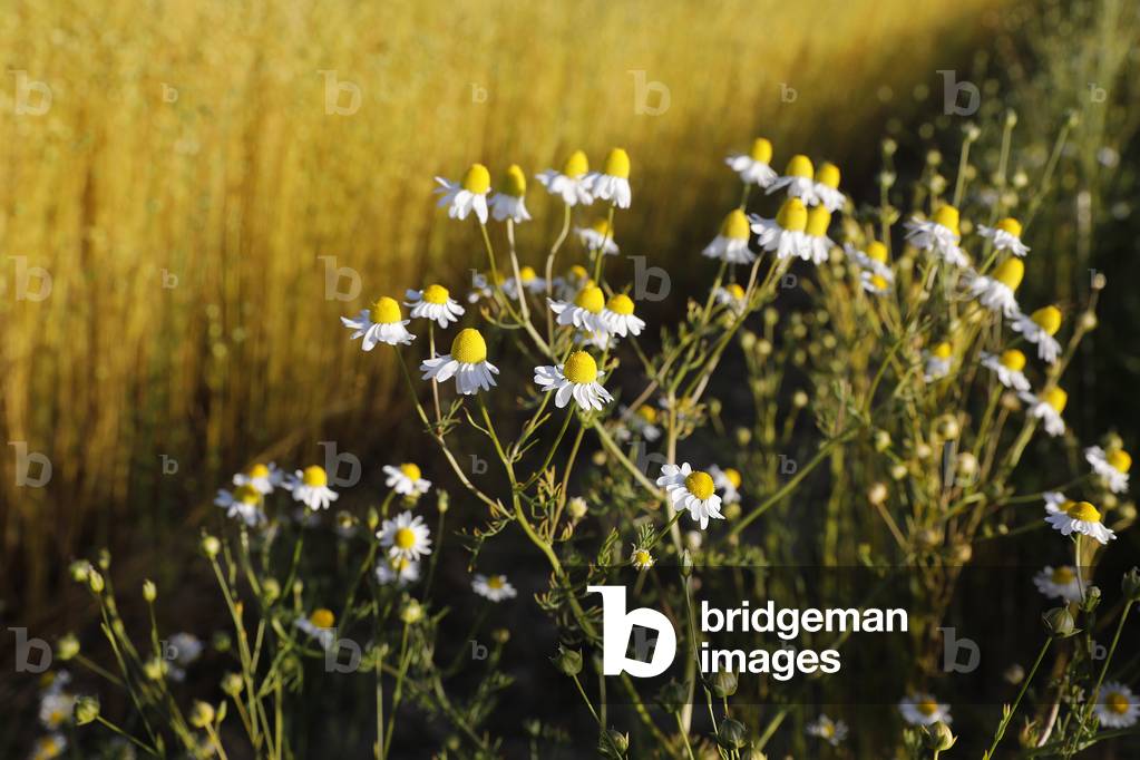Wild flowers along flax in Eure, France