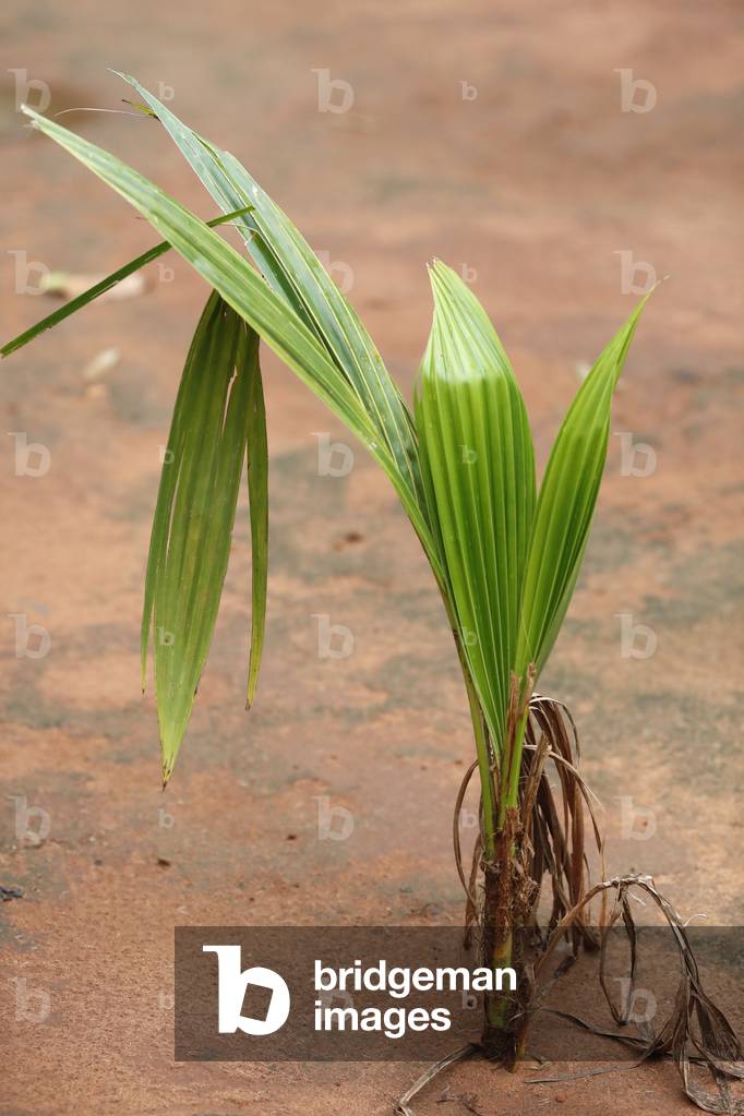Plant growing in the sand, Lome, Togo, 2019 (photo)