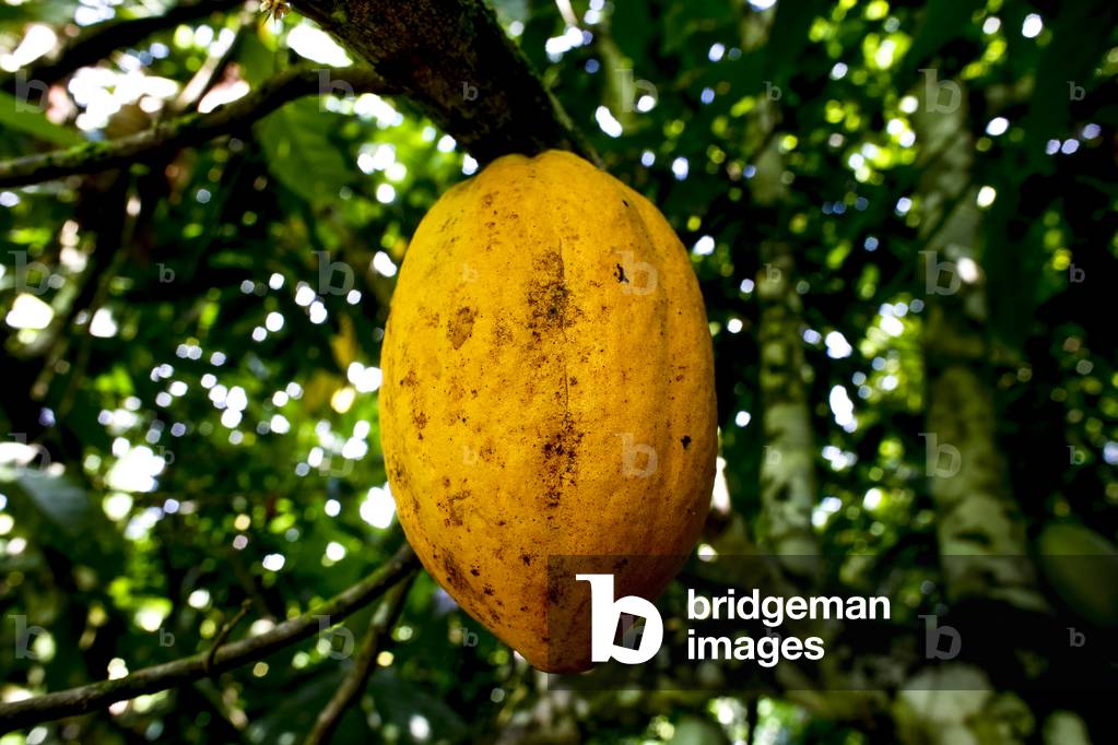 Cocoa plantation near Agboville, Ivory Coast, Ripe pod, 2017 (photo)