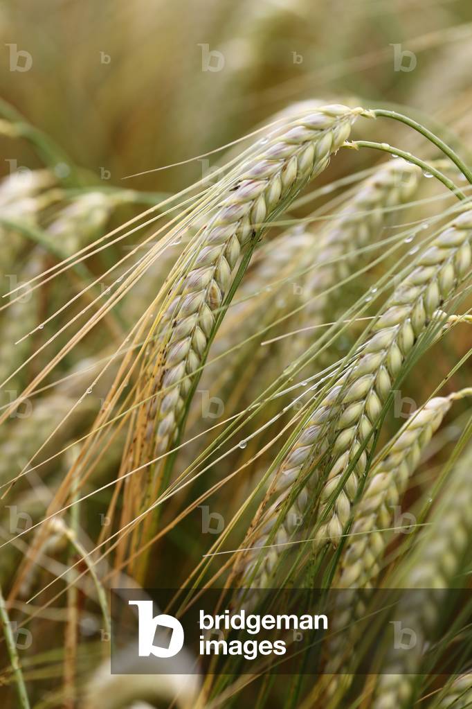 A field of wheat ready to ripen for harvest, Passy, France, 2020 (photo)