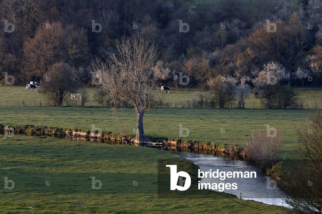 Risle valley, Champignolles, Eure, France.