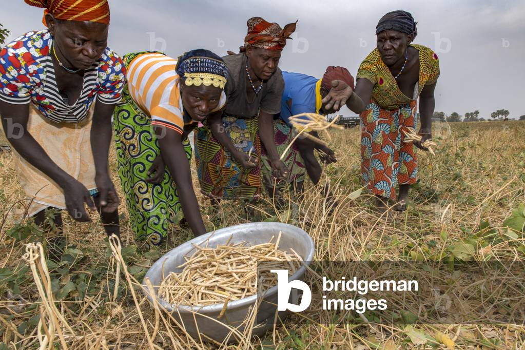 Bean picking in Savanes province, North Togo, 2019 (photo)