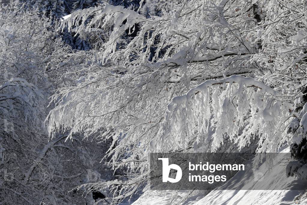 French Alps, Snow covered tree in winter, Saint-Gervais, France (photo)