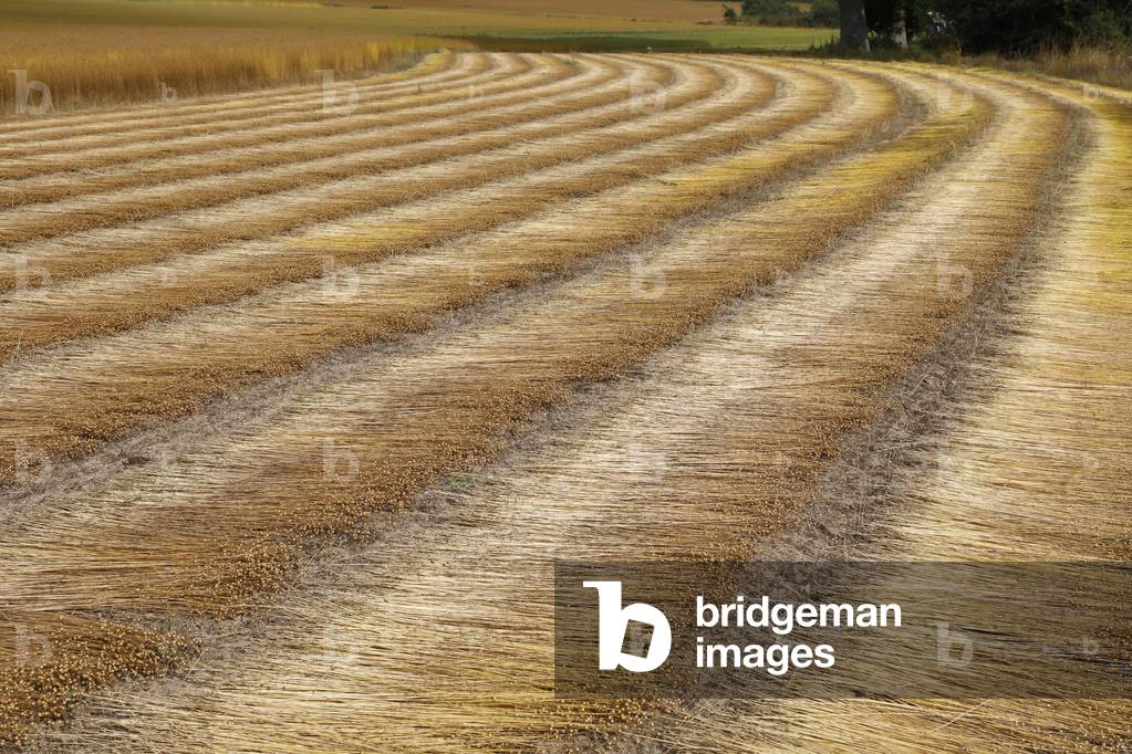 Flax pulling in Eure, France.