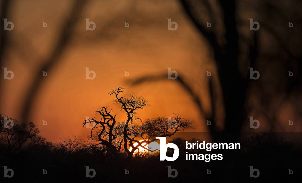 Sunrise, Kruger National Park, South Africa, 2019 (photo)