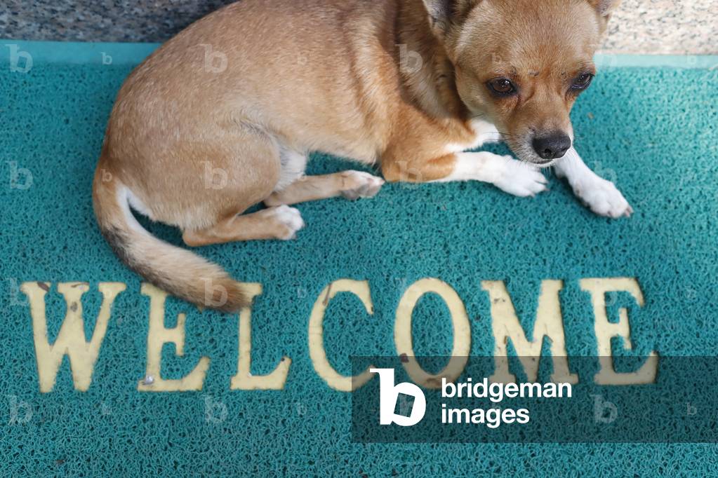 Dog on a welcome mat, Hoi An, Vietnam, 2019 (photo)