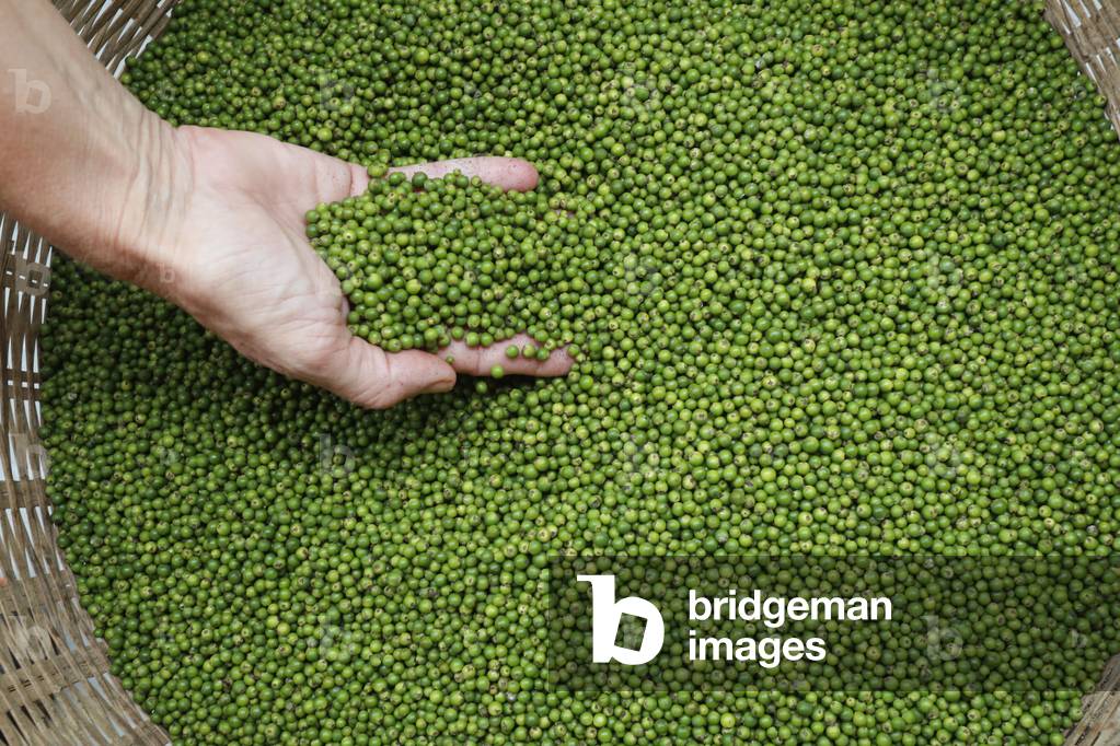 Green peppercorns picked from the pepper vines on a pepper farm, Close-up, Kep, Cambodia (photo)