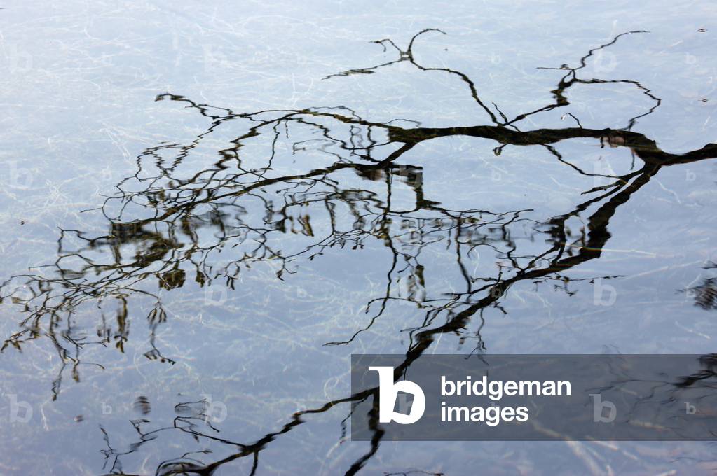 Dead tree in water Plateau d'Assy France