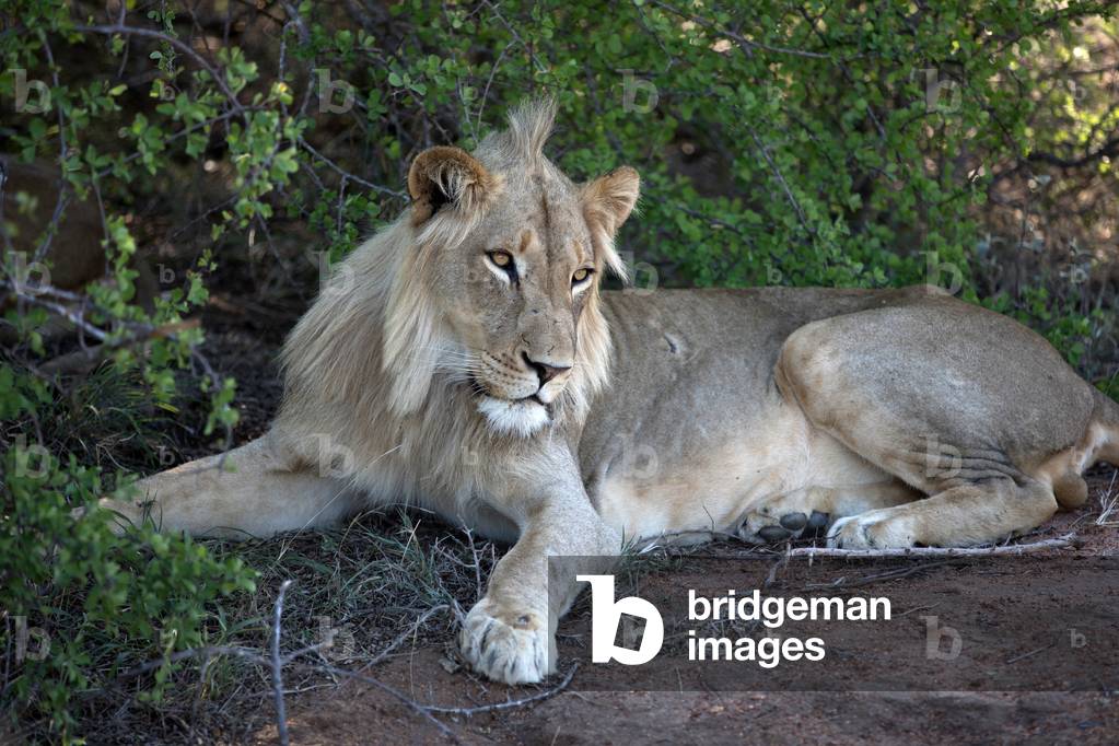 Lion (Panthera leo), Keer-Keer, South Africa, Africa (photo)