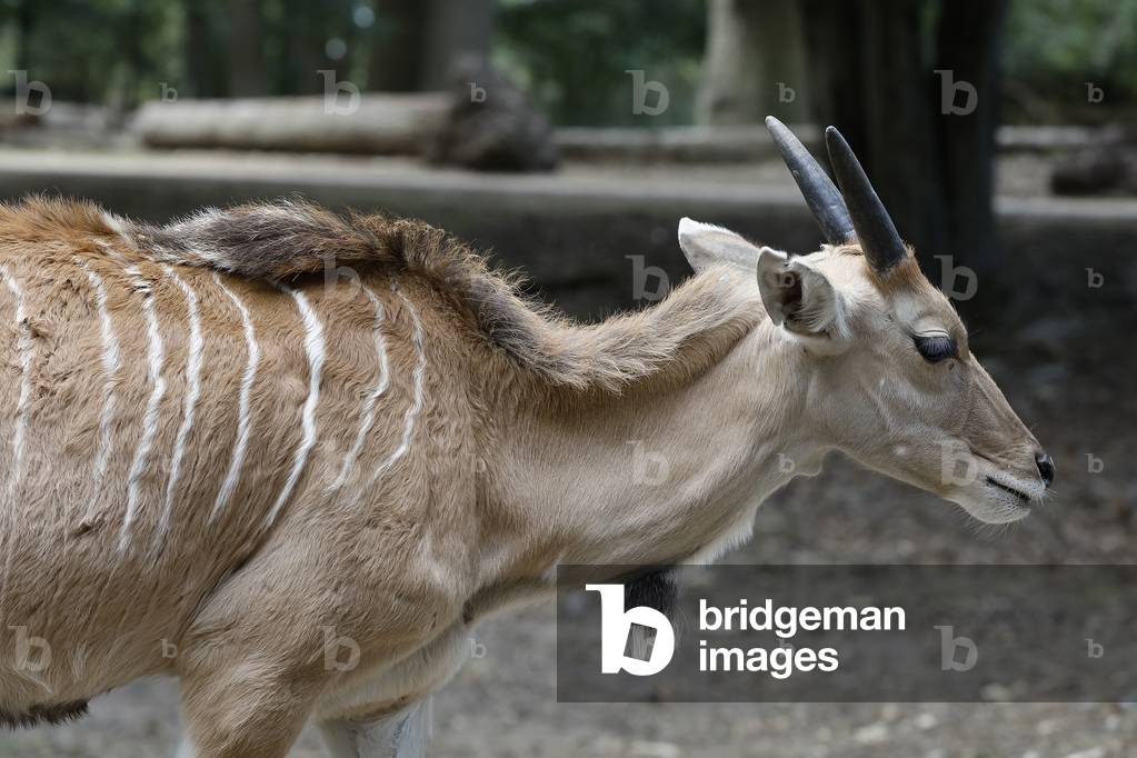 Bongo (TRAGELAPHUS E. ISAACI)  in Thoiry zoo park, France