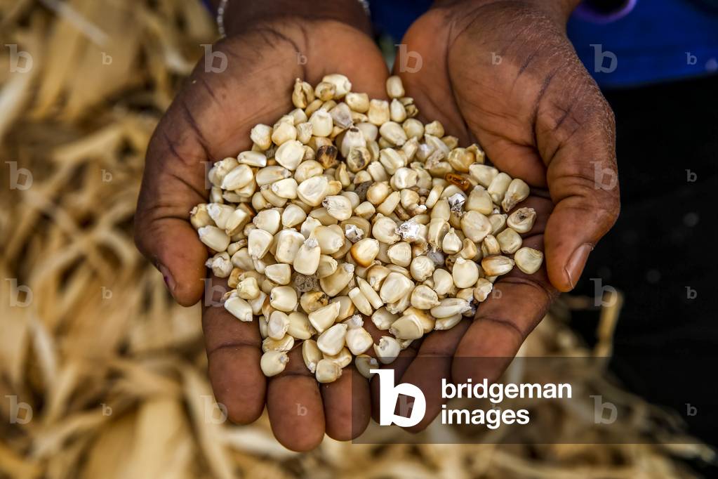 Farmer showing maize in Djibomben village, North Togo (photo)