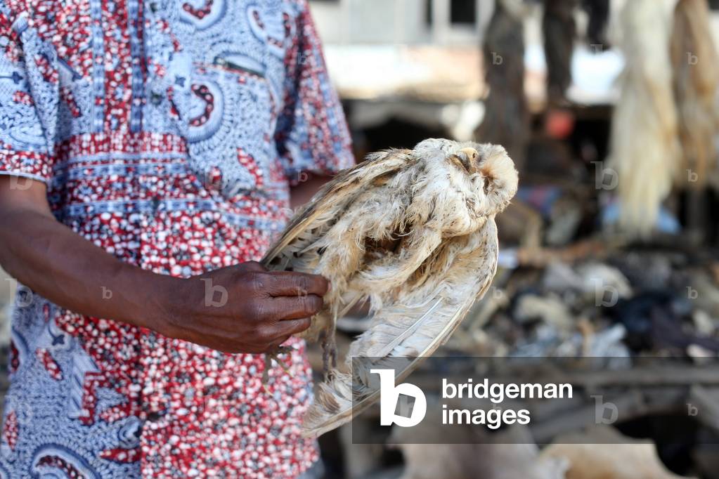 Akodessewa Fetish Market, known as the world's largest voodoo market. Dead owl. Lome, Togo