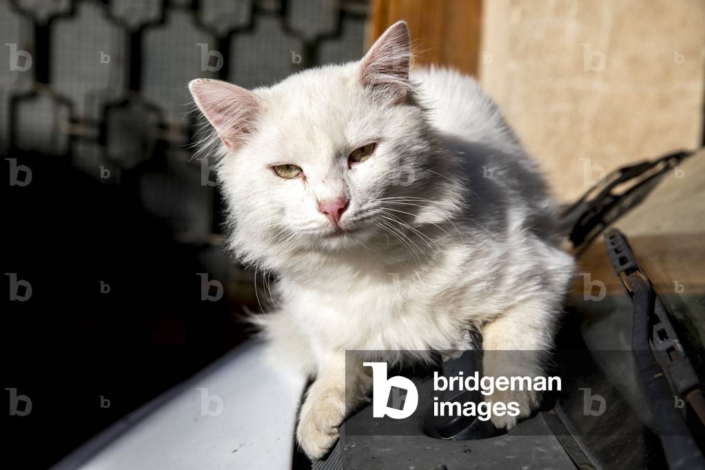 Cat on a car in Ohrid, Macedonia (photo)