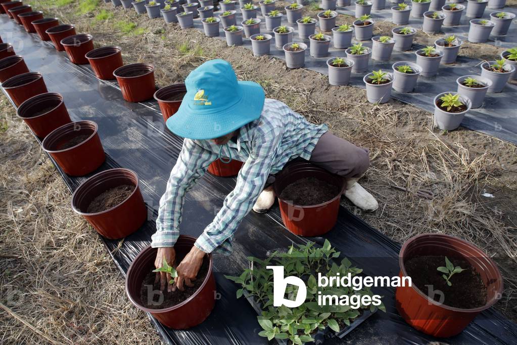 Farmer planting seedling in indivdual pot, Ba Ria, Vietnam (photo)