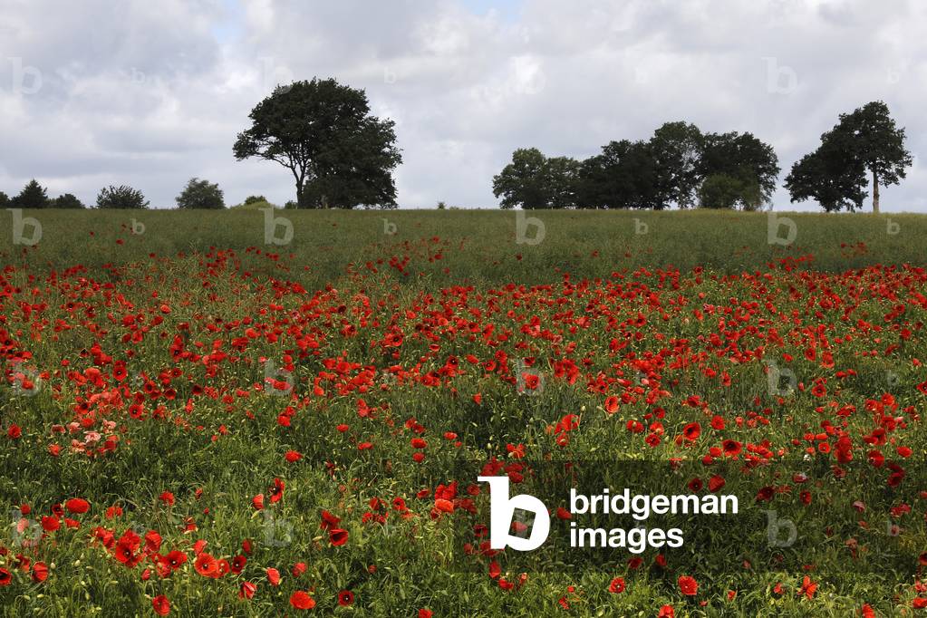 Poppies in Normandy, France.