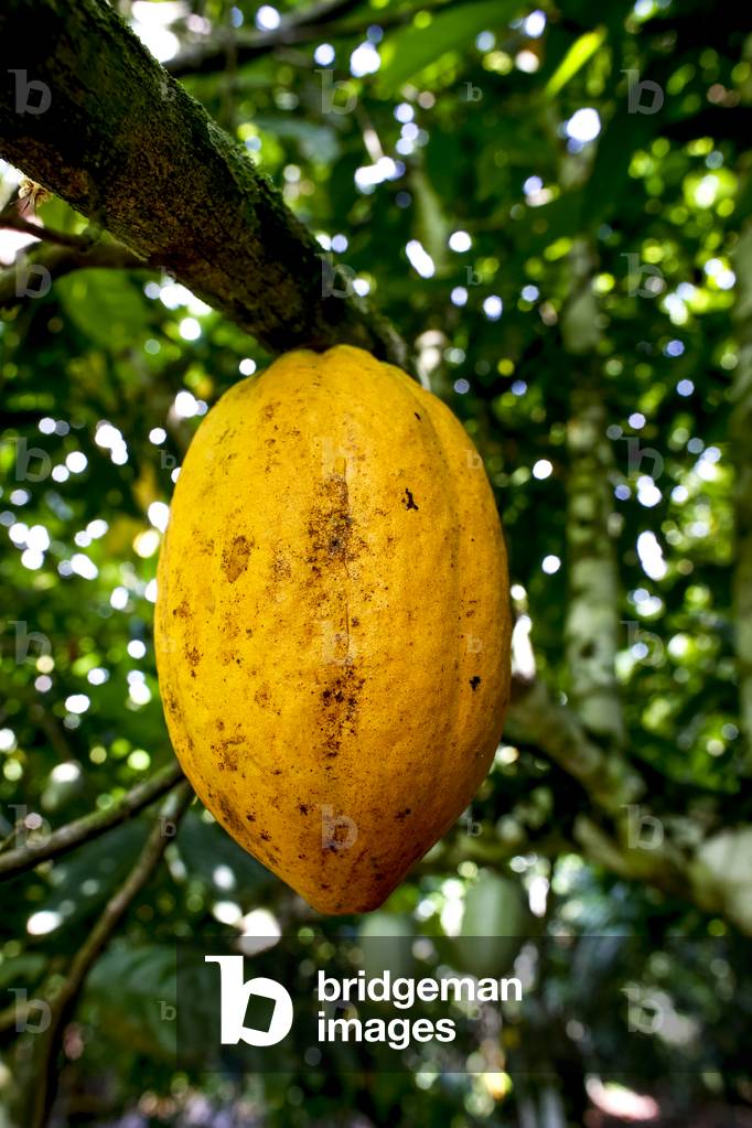 Cocoa plantation near Agboville, Ivory Coast,  Ripe pod, 2017 (photo)