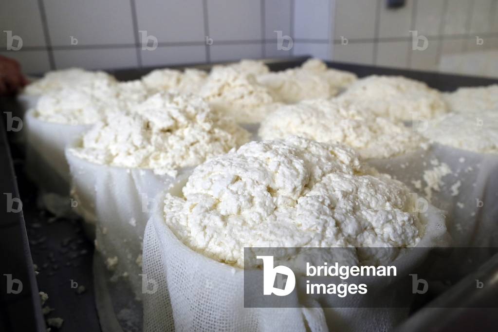 Traditional cheese factory. Tome, French Cheese from Savoie produced from Cow's Milk. France.