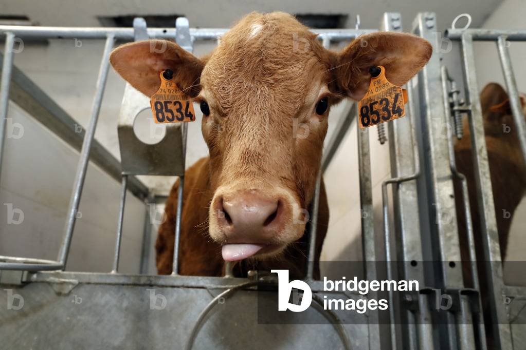 Traditional farm in the French Alps.  Young calf in an enclosure selected for veal meat. France.