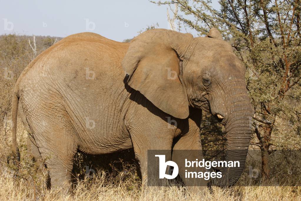 Madikwe game reserve Safari African elephant, Madikwe, South Africa