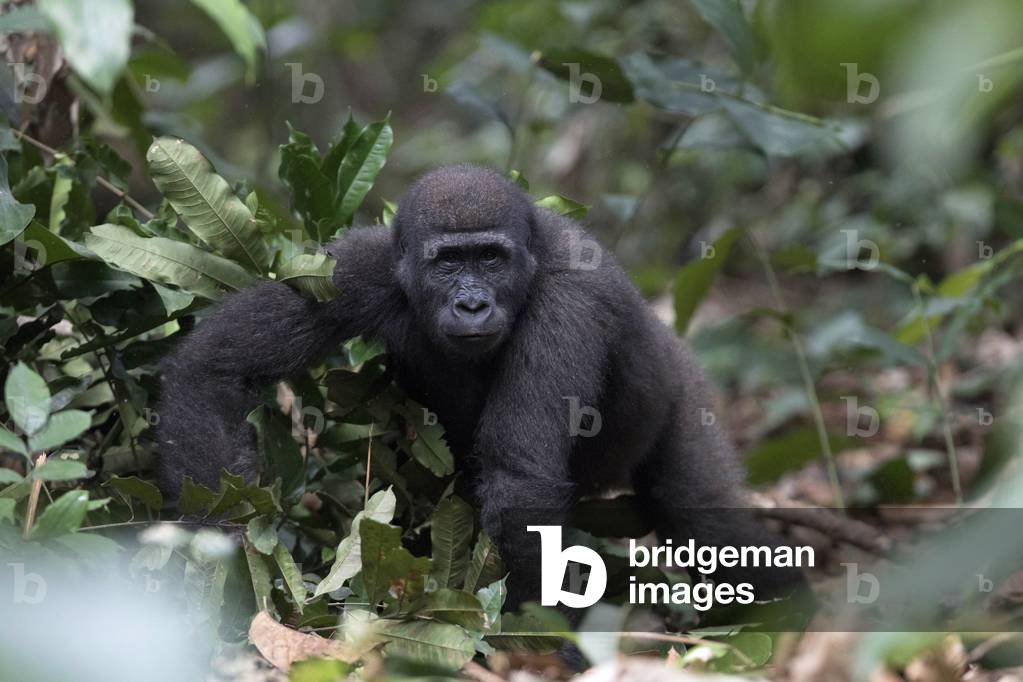 Western lowland gorilla, Odzala-Kokoua National Park, Republic of the Congo, 2020 (photo)