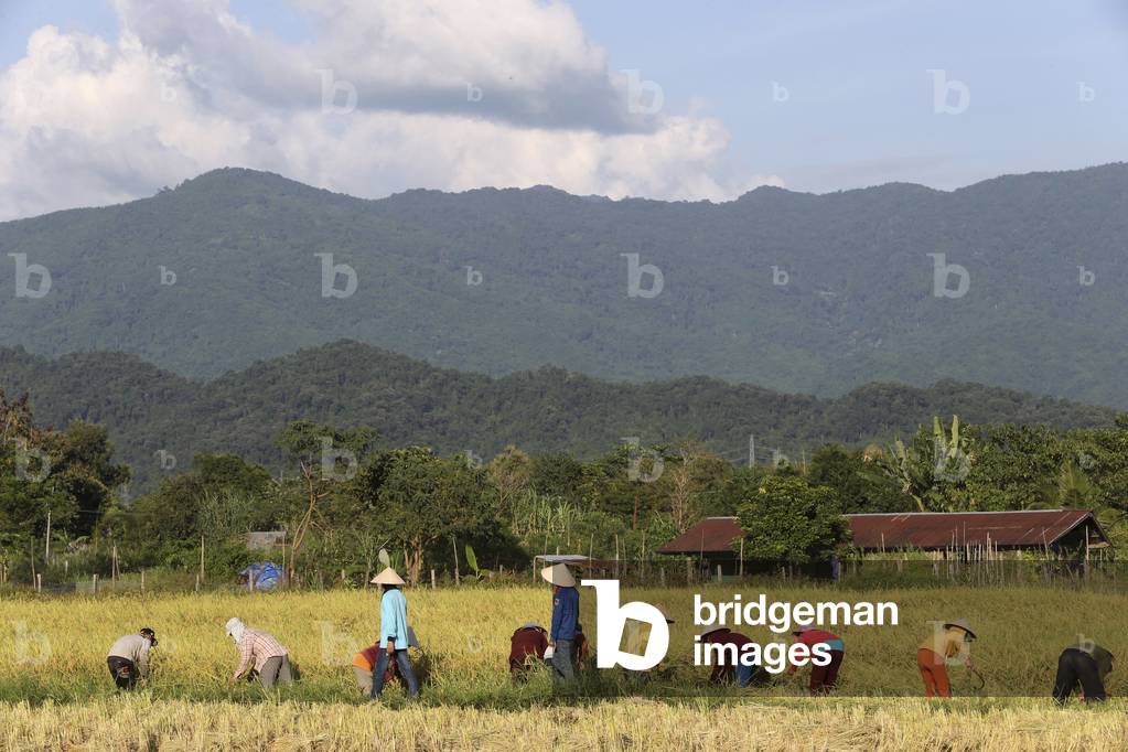 20151031, Vang Vieng, Laos : Farmers working in rice fields in rural landscape
