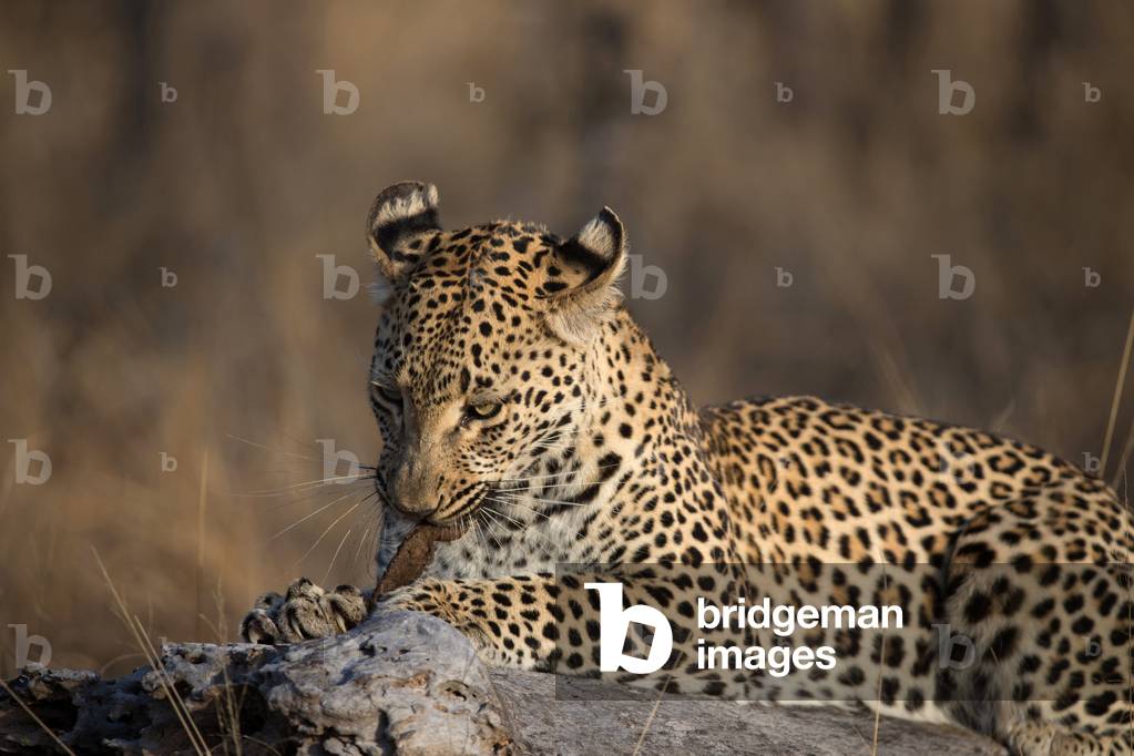 African Leopard  (Panthera pardus) in savanna,  Kruger National Park, South-Africa, 2018 (photo)