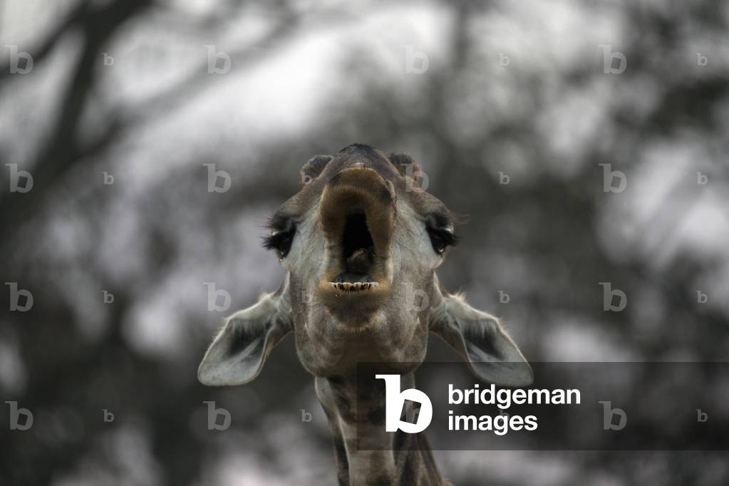 Headshot of giraffe, Kruger National Park, South Africa, 2019 (photo)