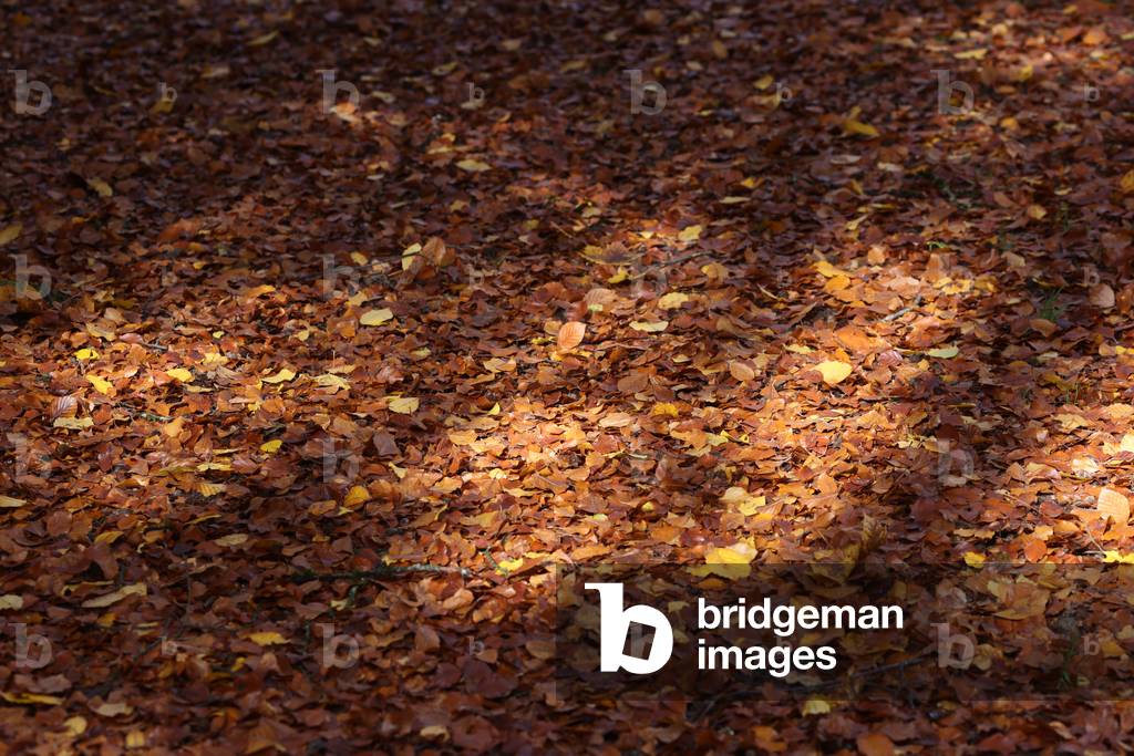 Autumn Leaves on a forest floor.  France.