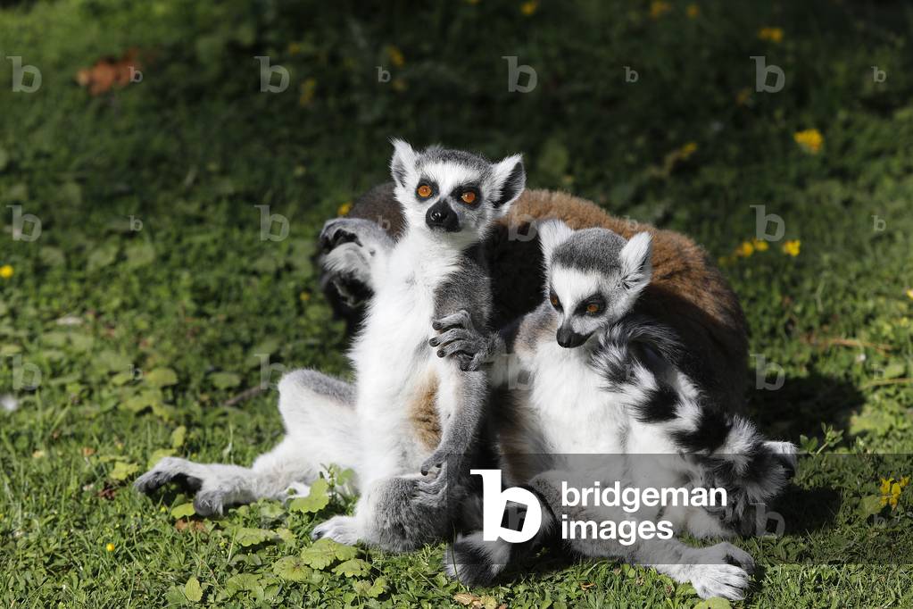 Maki Catta (LEMUR CATTA) in Thoiry zoo park, France