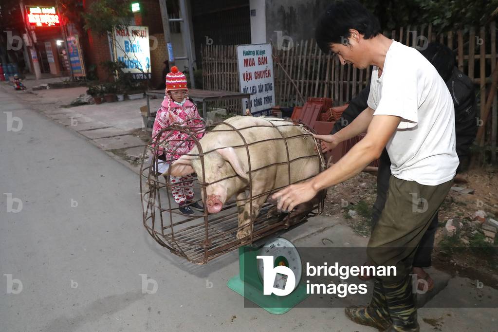Pig on weight scale, Bac Son, Vietnam (photo)