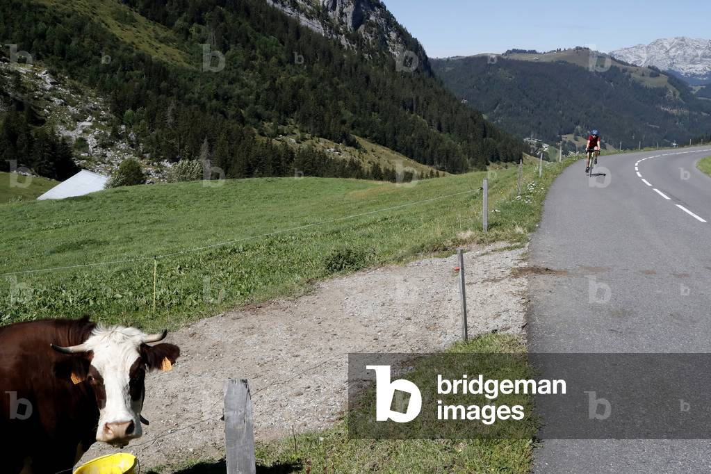 Abondance cow in the french Alps.  France.