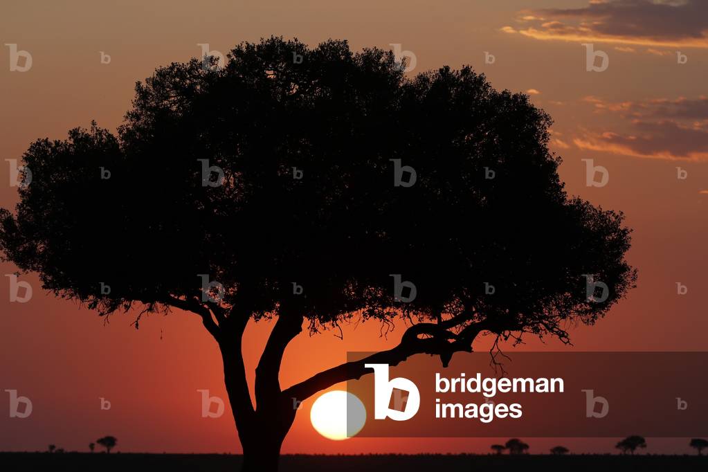 Acacia tree silhouette at sunset,  Masai Mara National Park, Kenya, 2019 (photo)