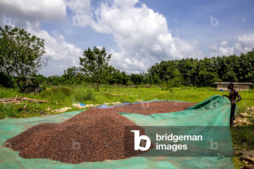 Cocoa bean drying in Agboville, Ivory Coast, 2017 (photo)