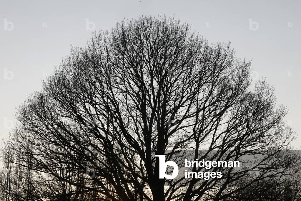 Tree in Eure, France