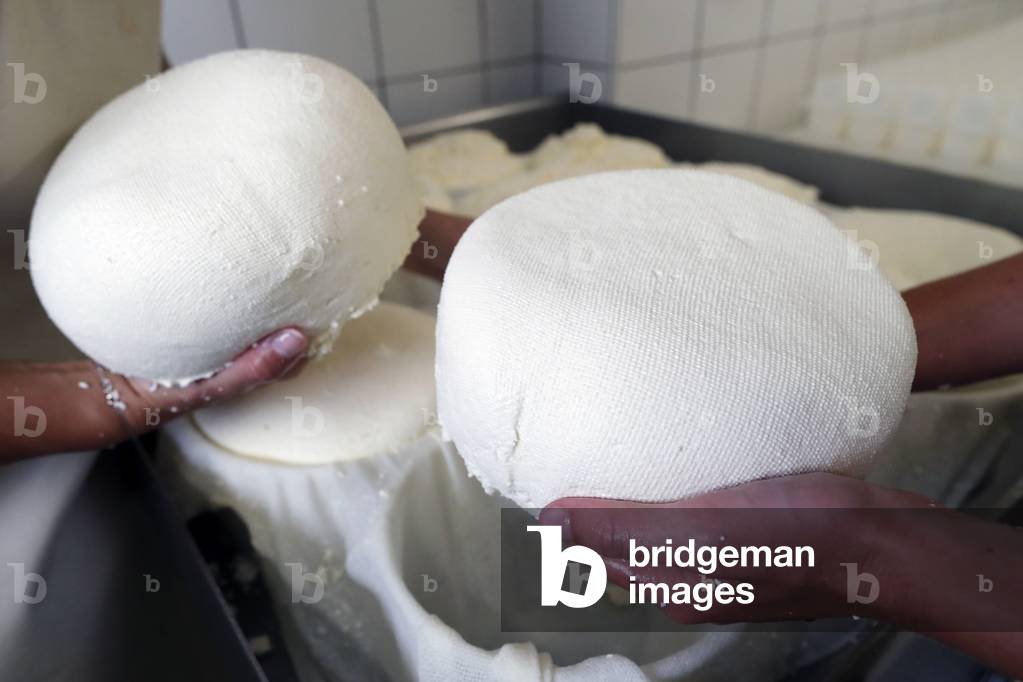 Traditional cheese factory. Tome, French Cheese from Savoie produced from Cow's Milk. France.