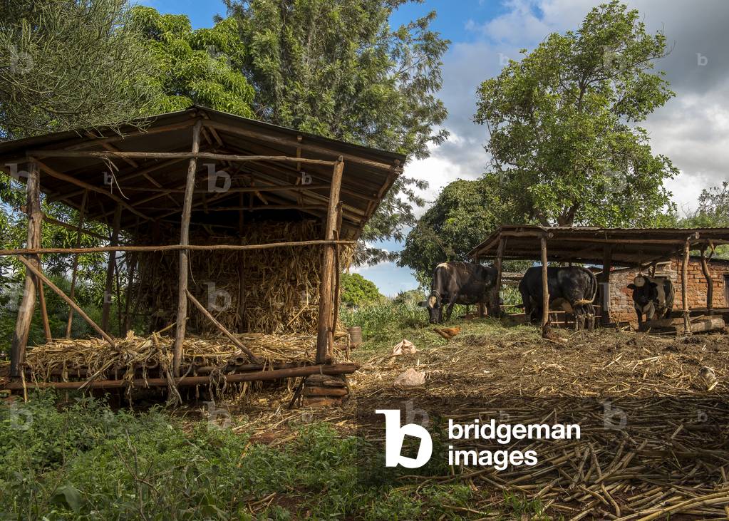Farm in Machakos, Kenya (photo)
