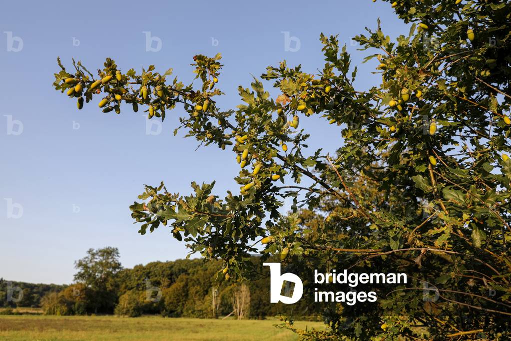 Oak tree in a field in Eure, France