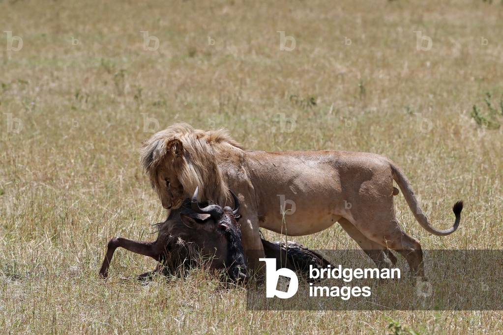 Lion (Panthera leo) with wildebeest kill in savanna, Masai Mara National Park, Kenya, 2019 (photo)
