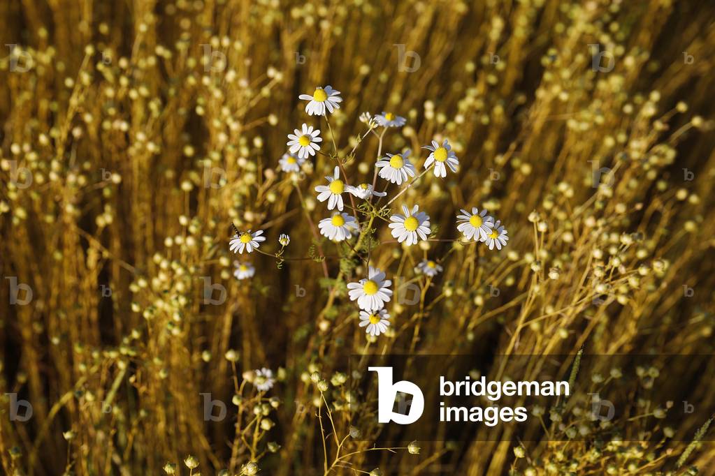Flax field in Eure, France.
