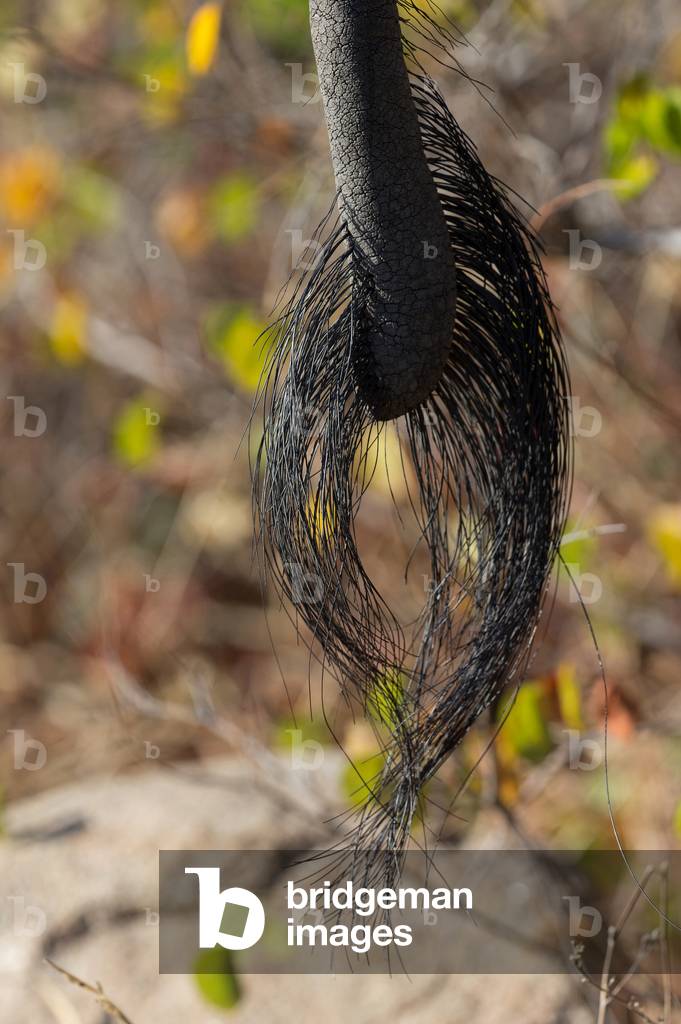 African Elephant (Loxodonta africana),   Kruger National Park, South-Africa, 2018 (photo)