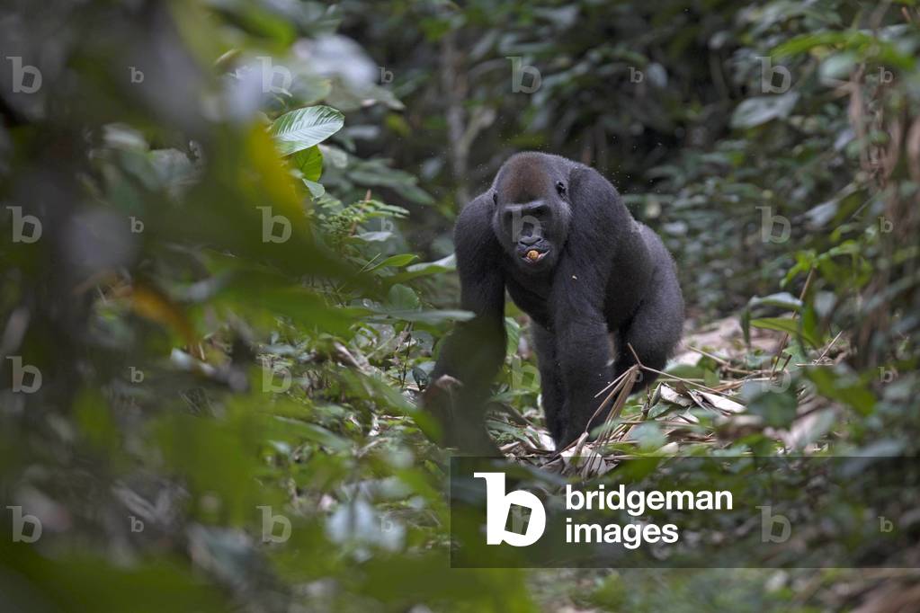 Western lowland gorilla, Odzala-Kokoua National Park, Republic of the Congo, 2020 (photo)